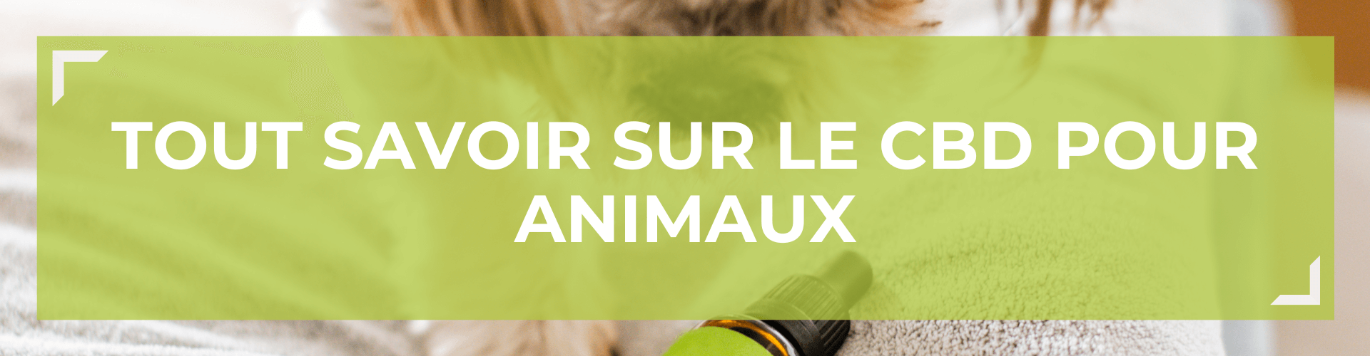 Tout savoir sur le CBD pour Animaux 