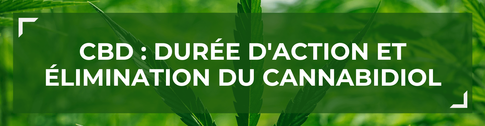 CBD : dure d'action et limination du cannabidiol