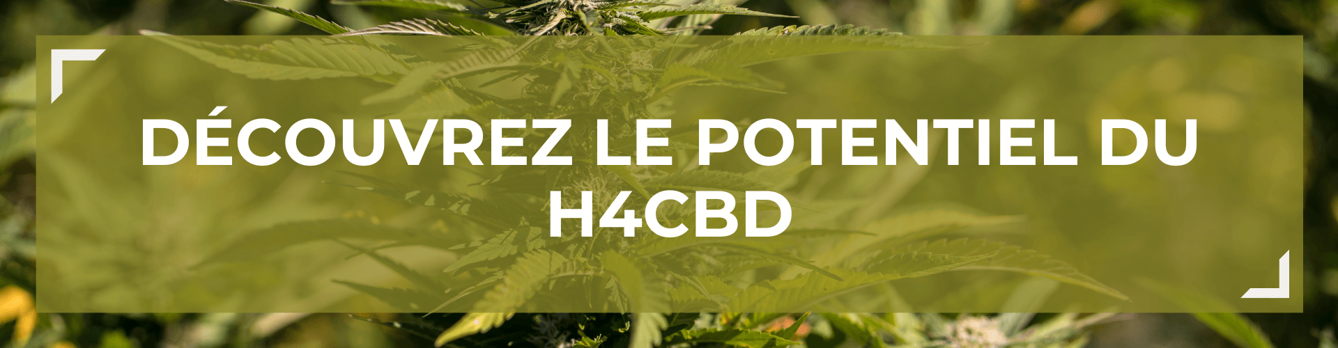 Dcouvrez le potentiel du H4CBD