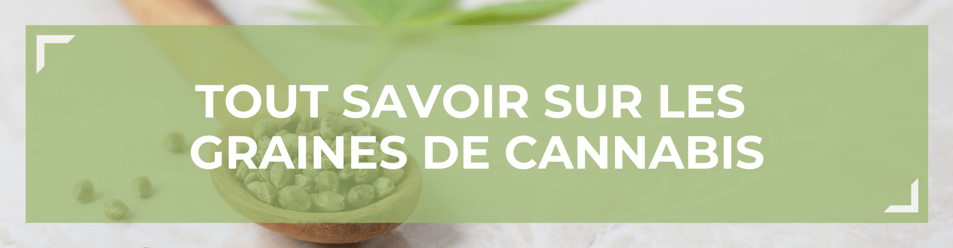Tout savoir sur les Graines de Cannabis CBD