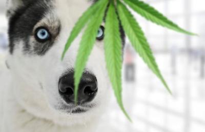 CBD pour les animaux : chiens, chats, chevaux